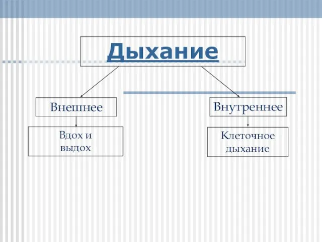 Дыхание Внутреннее Внешнее Вдох и выдох Клеточное дыхание