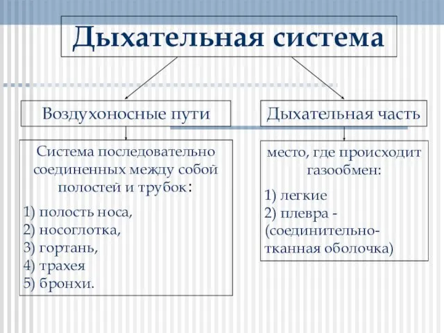 Дыхательная система Дыхательная часть Воздухоносные пути Система последовательно соединенных между собой полостей