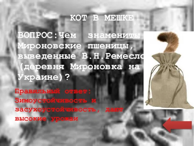 КОТ В МЕШКЕ ВОПРОС:Чем знамениты Мироновские пшеницы, выведенные В.Н.Ремесло (деревня Мироновка на