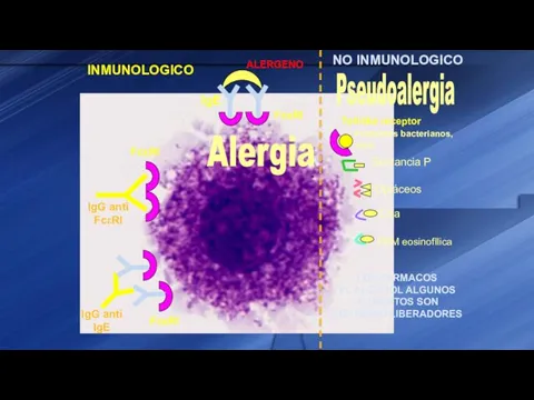 IgG anti FcεRI IgG anti IgE Sustancia P C5a Opiáceos ALERGENO PBM