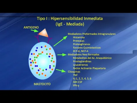 Tipo I : Hipersensibilidad Inmediata (IgE - Mediada) Mediadores Preformados Intragranulares Histamina