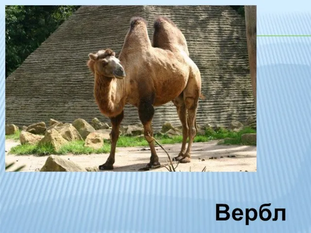 Верблюд