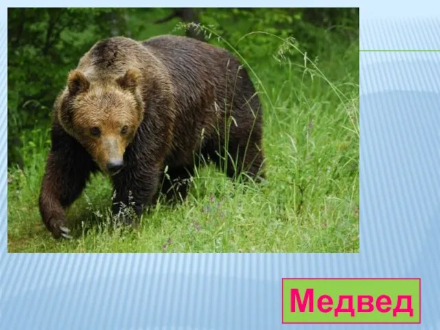 Медведь