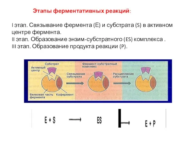 Этапы ферментативных реакций: I этап. Связывание фермента (Е) и субстрата (S) в