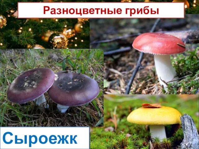 Разноцветные грибы Сыроежки