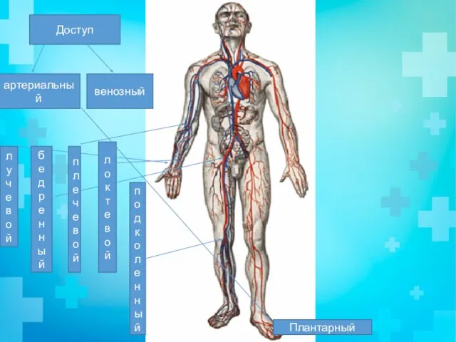 Доступ артериальный венозный лучевой бедренный плечевой локтевой Плантарный подколенный