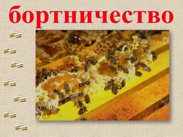 бортничество