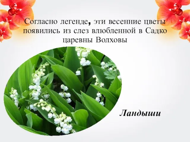 Согласно легенде, эти весенние цветы появились из слез влюбленной в Садко царевны Волховы Ландыши