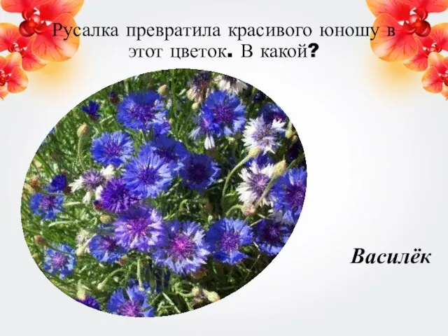 Русалка превратила красивого юношу в этот цветок. В какой? Василёк