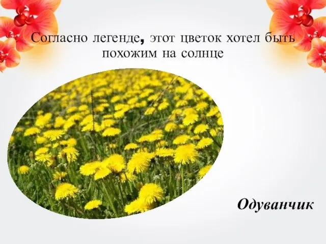 Согласно легенде, этот цветок хотел быть похожим на солнце Одуванчик