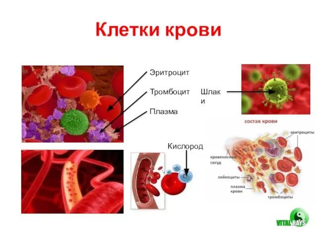 Клетки крови Эритроцит Тромбоцит Плазма Шлаки Кислород