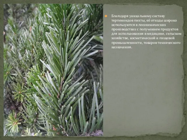 Благодаря уникальному составу терпеноидов пихты, её отходы широко используются в лесохимических производствах