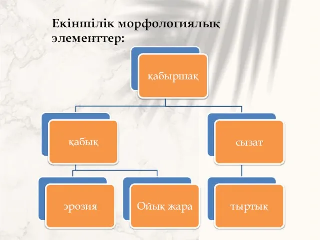 Екіншілік морфологиялық элементтер: