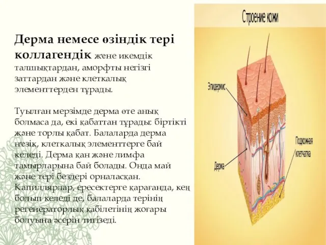 Дерма немесе өзіндік тері коллагендік жҽне икемдік талшықтардан, аморфты негізгі заттардан және