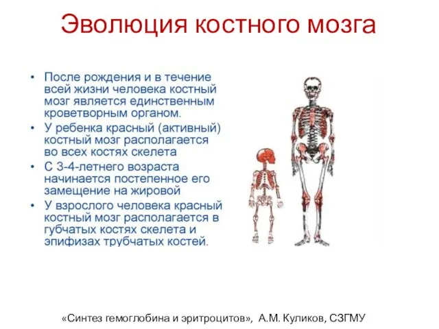 Эволюция костного мозга «Синтез гемоглобина и эритроцитов», А.М. Куликов, СЗГМУ