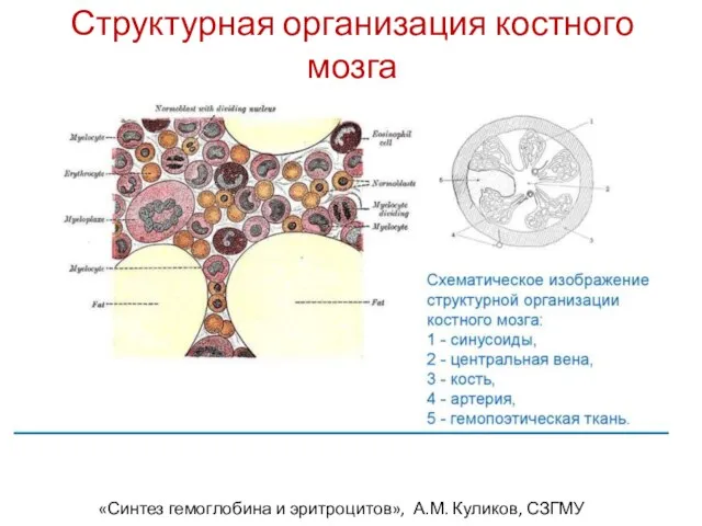 Структурная организация костного мозга «Синтез гемоглобина и эритроцитов», А.М. Куликов, СЗГМУ