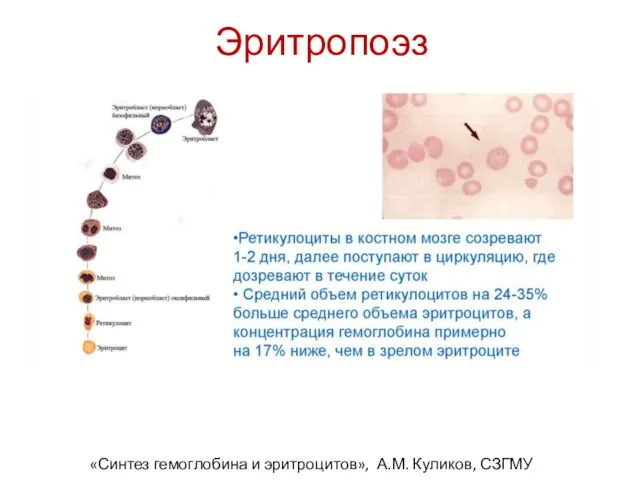 Эритропоэз «Синтез гемоглобина и эритроцитов», А.М. Куликов, СЗГМУ