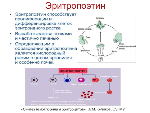 Эритропоэтин «Синтез гемоглобина и эритроцитов», А.М. Куликов, СЗГМУ