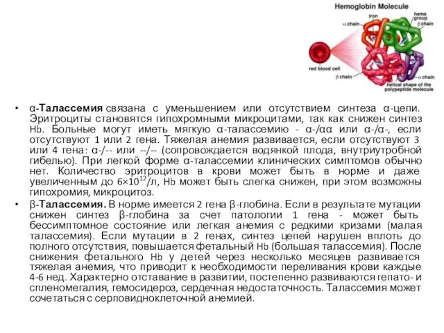 α-Талассемия связана с уменьшением или отсутствием синтеза α-цепи. Эритроциты становятся гипохромными микроцитами,