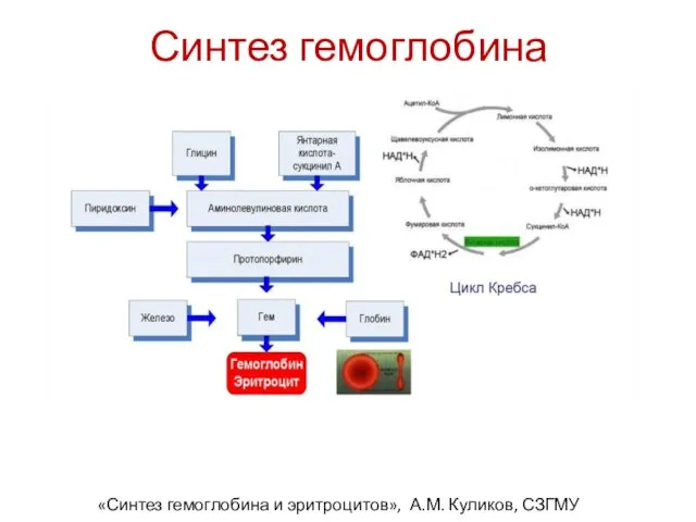 Синтез гемоглобина «Синтез гемоглобина и эритроцитов», А.М. Куликов, СЗГМУ