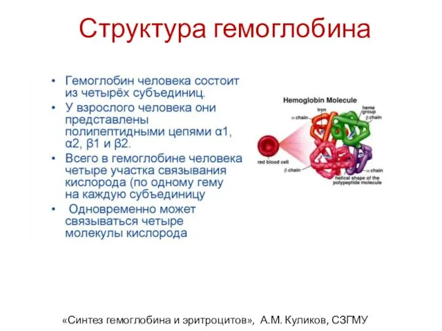 Структура гемоглобина «Синтез гемоглобина и эритроцитов», А.М. Куликов, СЗГМУ