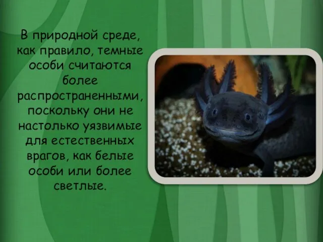 В природной среде, как правило, темные особи считаются более распространенными, поскольку они