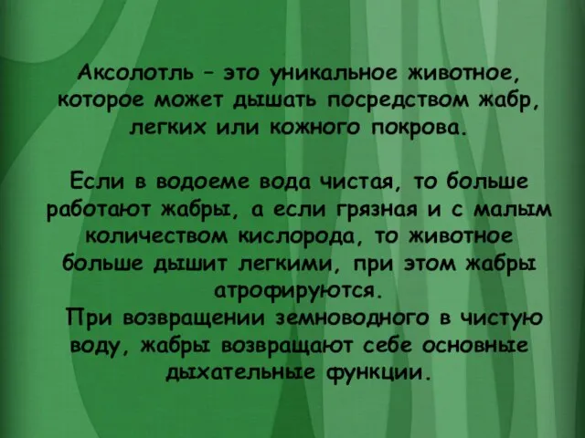 Аксолотль – это уникальное животное, которое может дышать посредством жабр, легких или