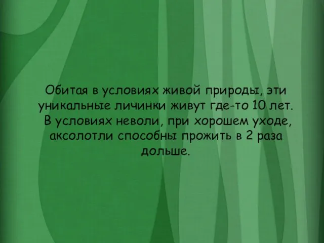 Обитая в условиях живой природы, эти уникальные личинки живут где-то 10 лет.