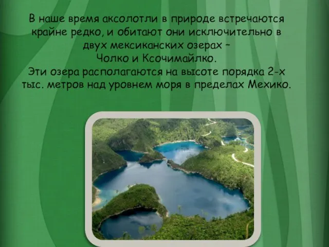 В наше время аксолотли в природе встречаются крайне редко, и обитают они