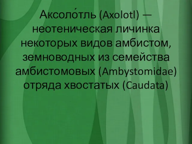 Аксоло́тль (Axolotl) — неотеническая личинка некоторых видов амбистом, земноводных из семейства амбистомовых (Ambystomidae) отряда хвостатых (Caudata)