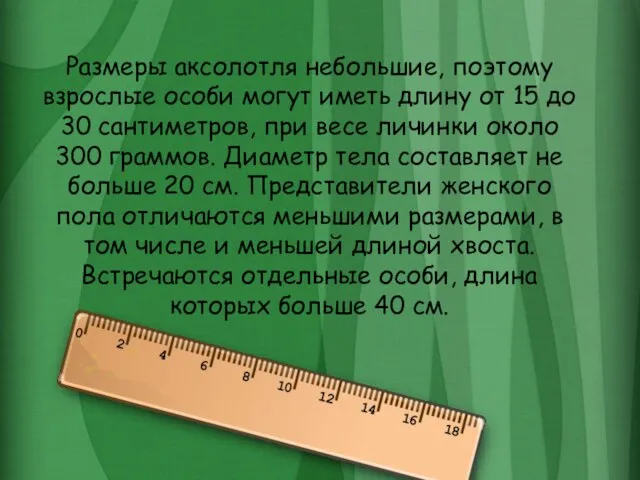 Размеры аксолотля небольшие, поэтому взрослые особи могут иметь длину от 15 до