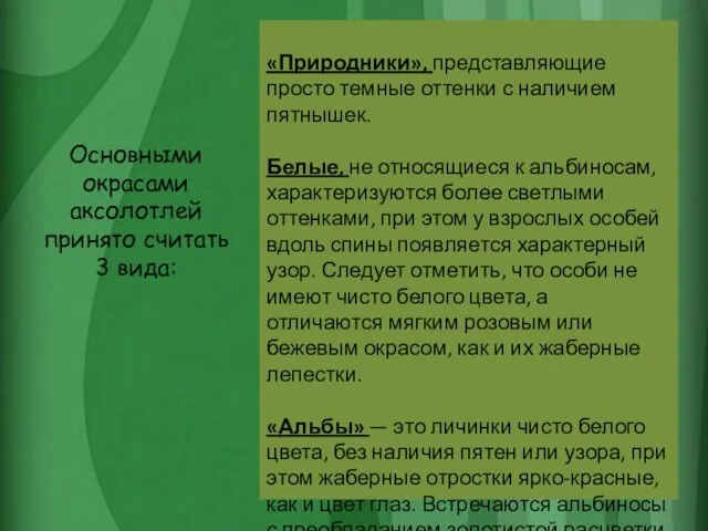 Основными окрасами аксолотлей принято считать 3 вида: «Природники», представляющие просто темные оттенки