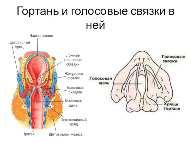 Гортань и голосовые связки в ней