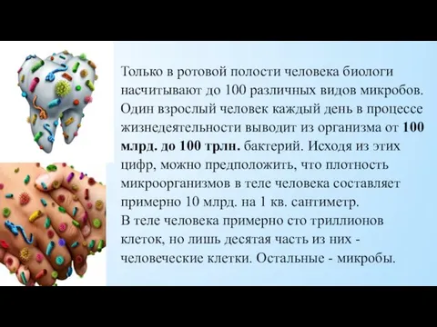 Только в ротовой полости человека биологи насчитывают до 100 различных видов микробов.