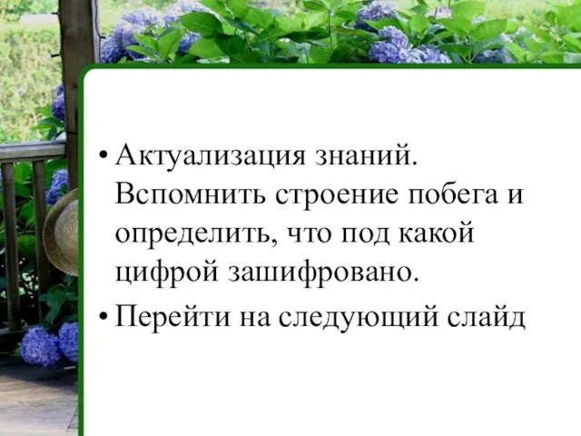 Актуализация знаний. Вспомнить строение побега и определить, что под какой цифрой зашифровано. Перейти на следующий слайд