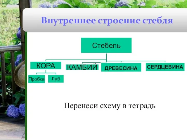 Внутреннее строение стебля Перенеси схему в тетрадь