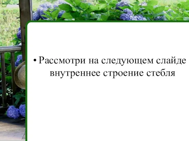 Рассмотри на следующем слайде внутреннее строение стебля