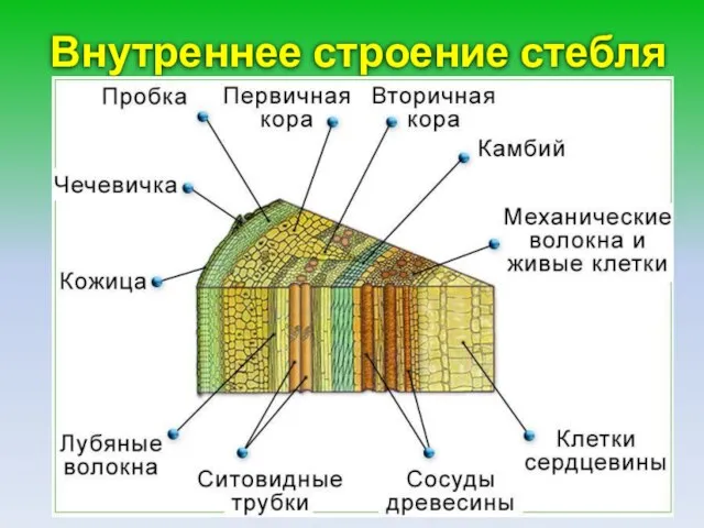 Внутреннее строение стебля