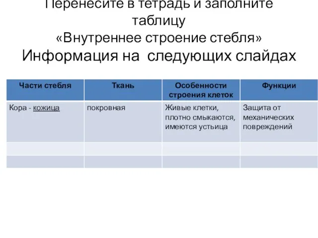 Перенесите в тетрадь и заполните таблицу «Внутреннее строение стебля» Информация на следующих слайдах