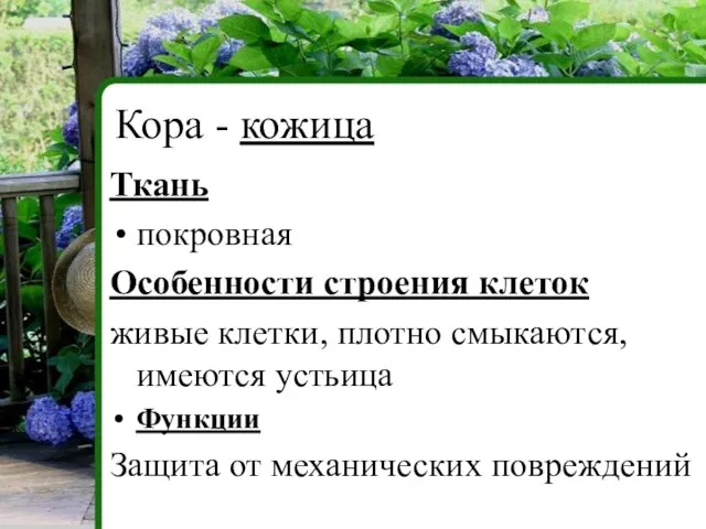 Ткань покровная Особенности строения клеток живые клетки, плотно смыкаются, имеются устьица Функции