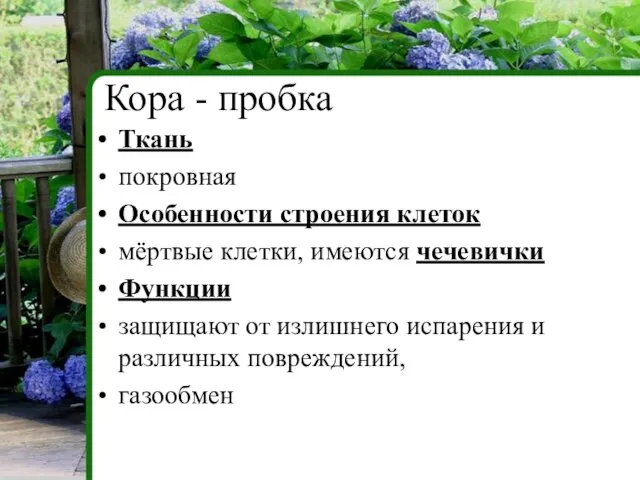 Ткань покровная Особенности строения клеток мёртвые клетки, имеются чечевички Функции защищают от