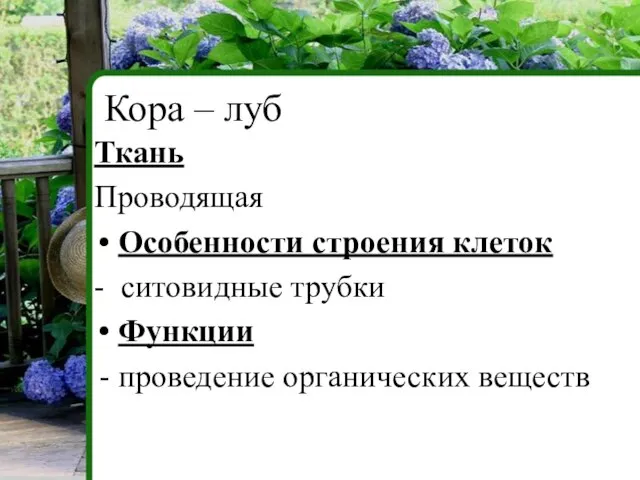 Ткань Проводящая Особенности строения клеток - ситовидные трубки Функции проведение органических веществ Кора – луб