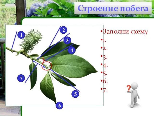 Строение побега 1 2 3 4 5 6 7 Заполни схему 1.