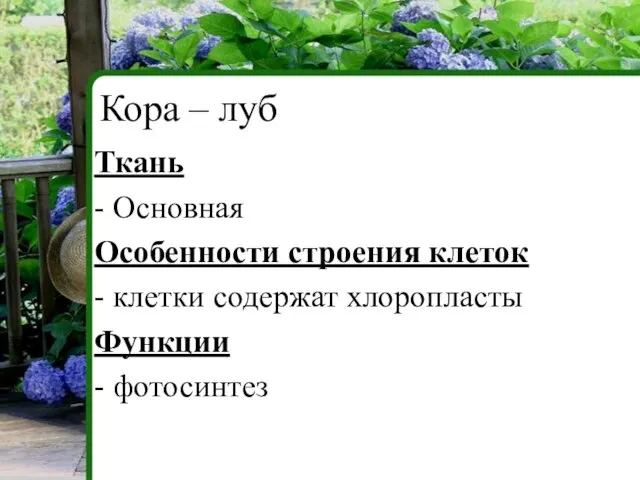 Ткань - Основная Особенности строения клеток - клетки содержат хлоропласты Функции - фотосинтез Кора – луб