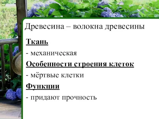 Ткань - механическая Особенности строения клеток - мёртвые клетки Функции - придают