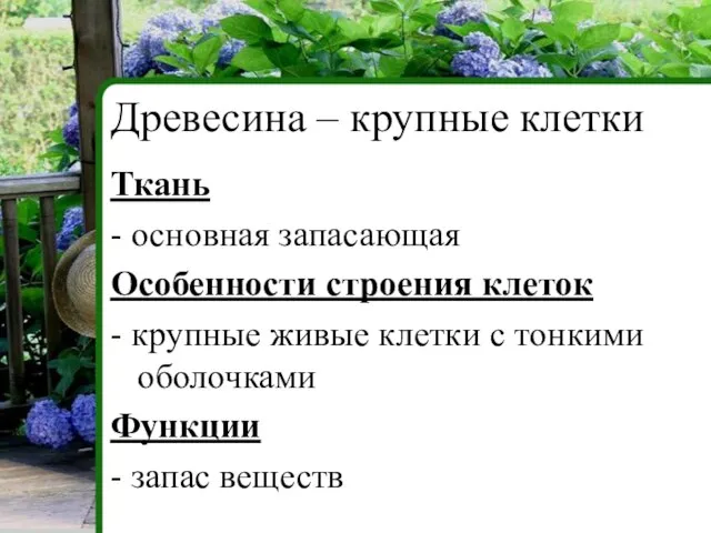 Ткань - основная запасающая Особенности строения клеток - крупные живые клетки с