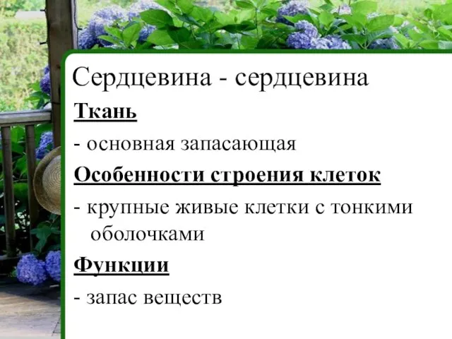 Ткань - основная запасающая Особенности строения клеток - крупные живые клетки с