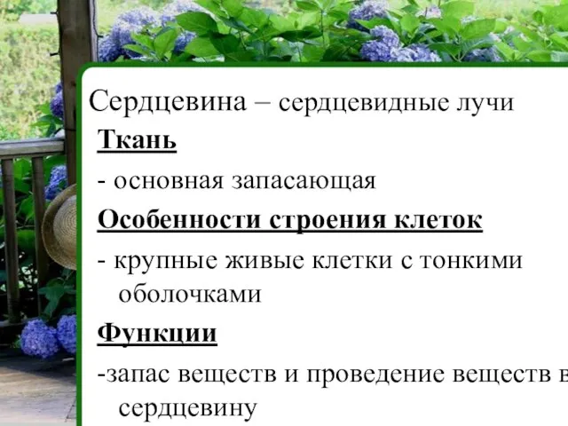 Ткань - основная запасающая Особенности строения клеток - крупные живые клетки с