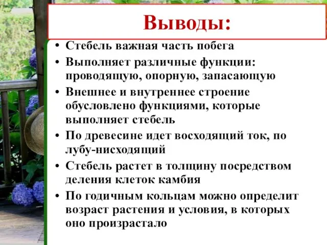 Выводы: Стебель важная часть побега Выполняет различные функции: проводящую, опорную, запасающую Внешнее