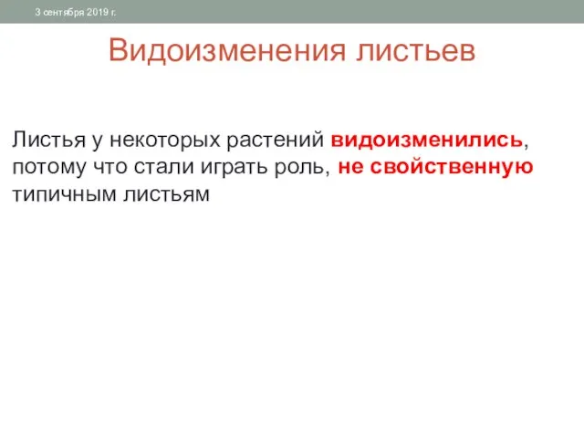 Видоизменения листьев Листья у некоторых растений видоизменились, потому что стали играть роль,